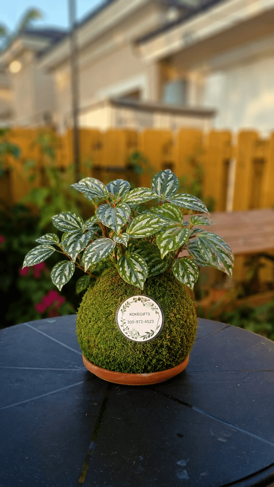 Pilea cadierei