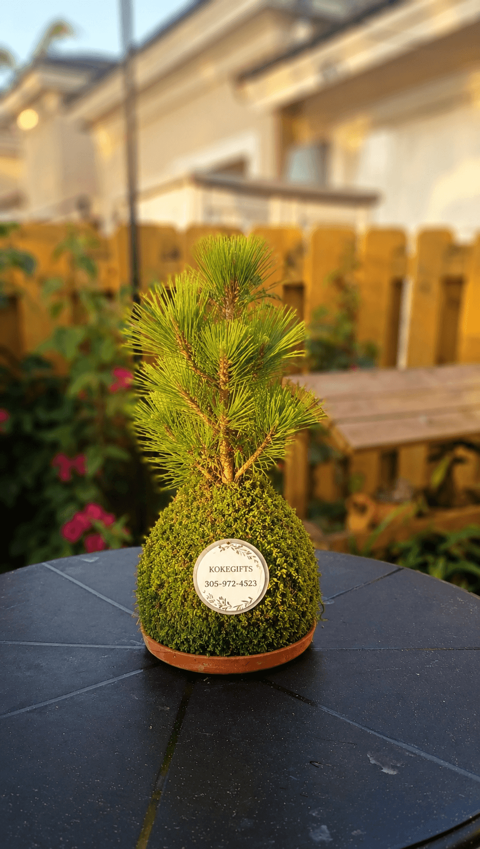 Pinus spp.