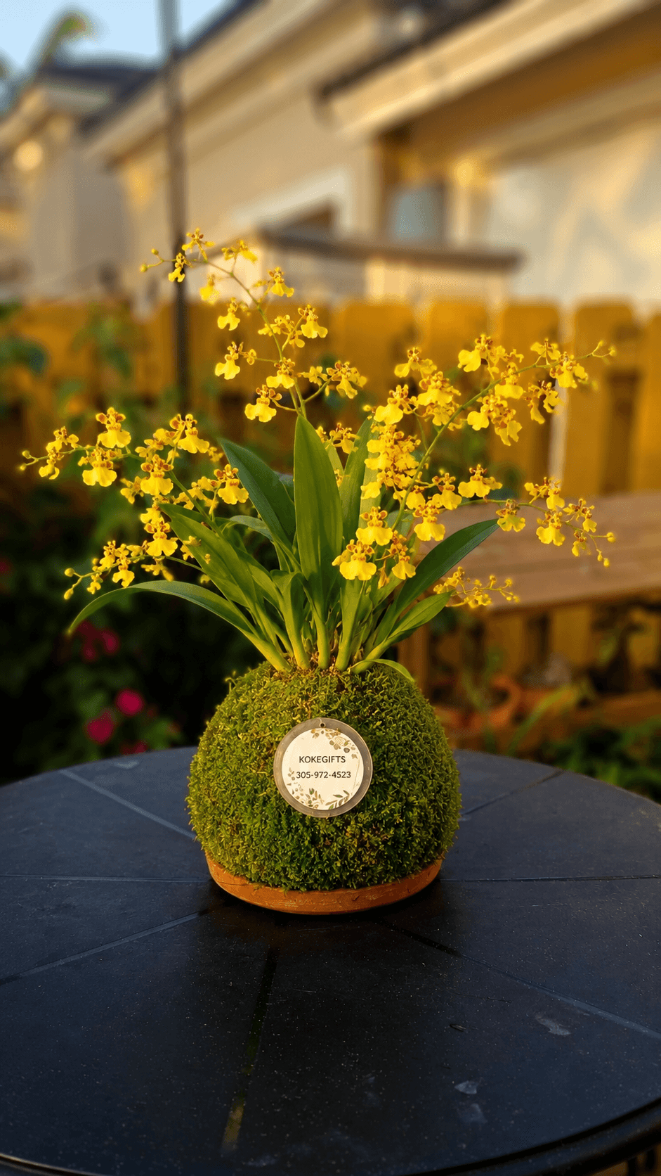 Oncidium sphacelatum
