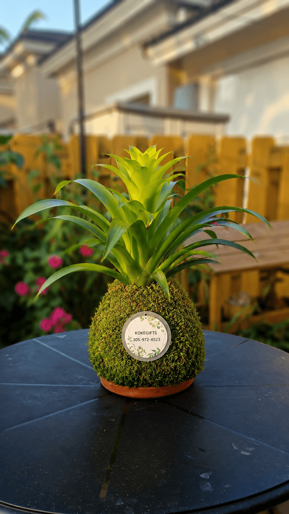 Guzmania lingulata