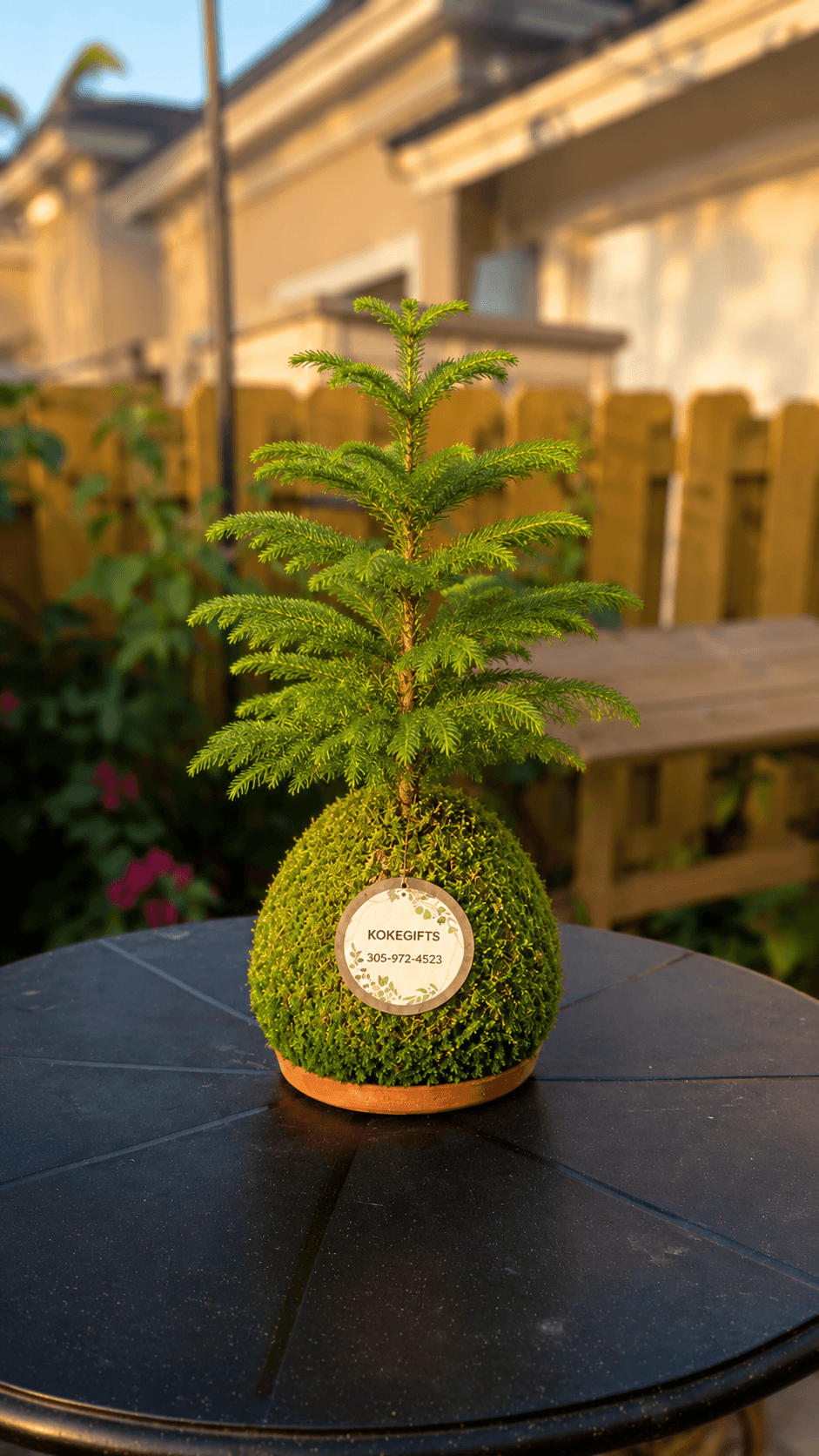 Araucaria heterophylla