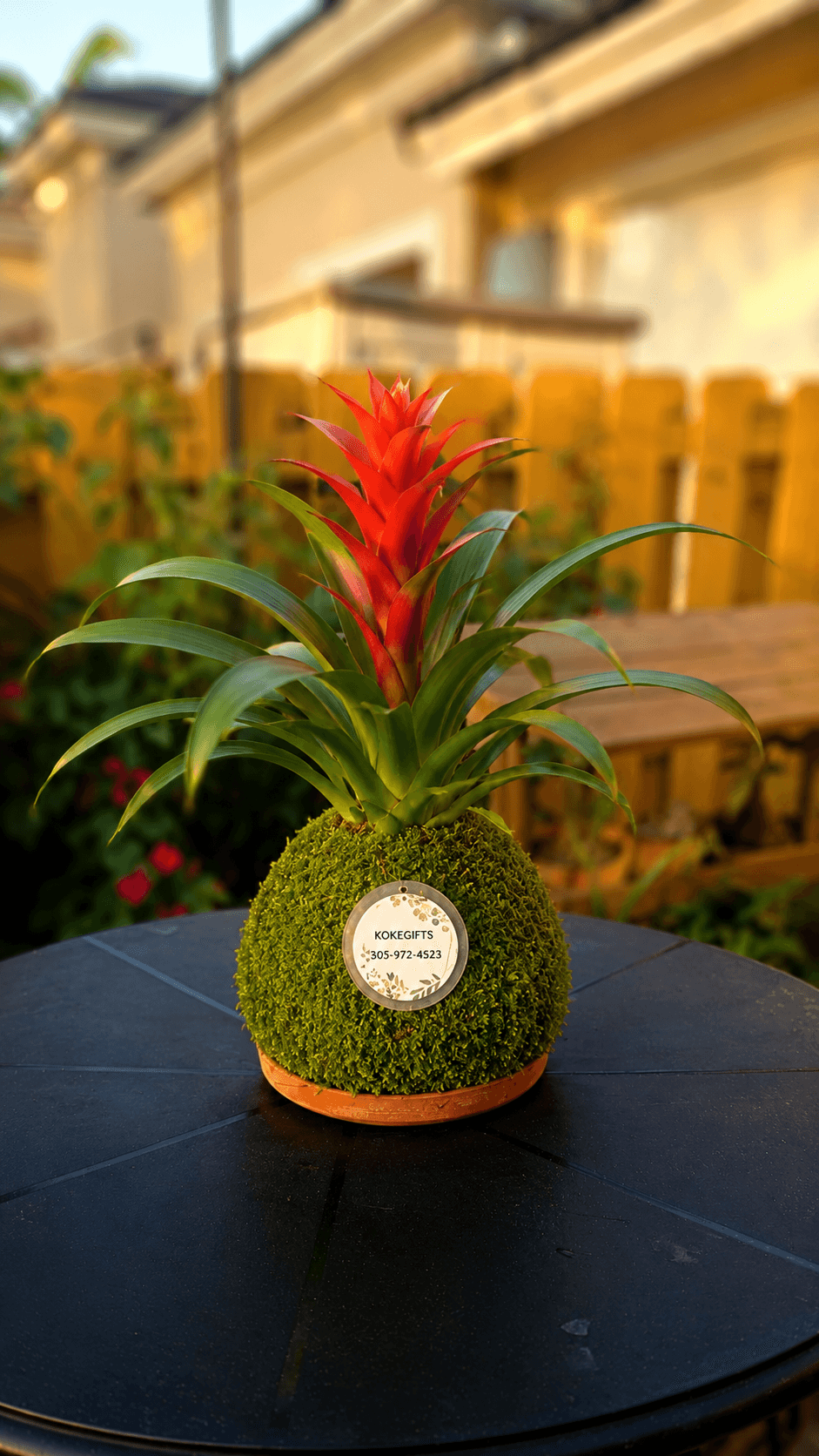 Guzmania lingulata