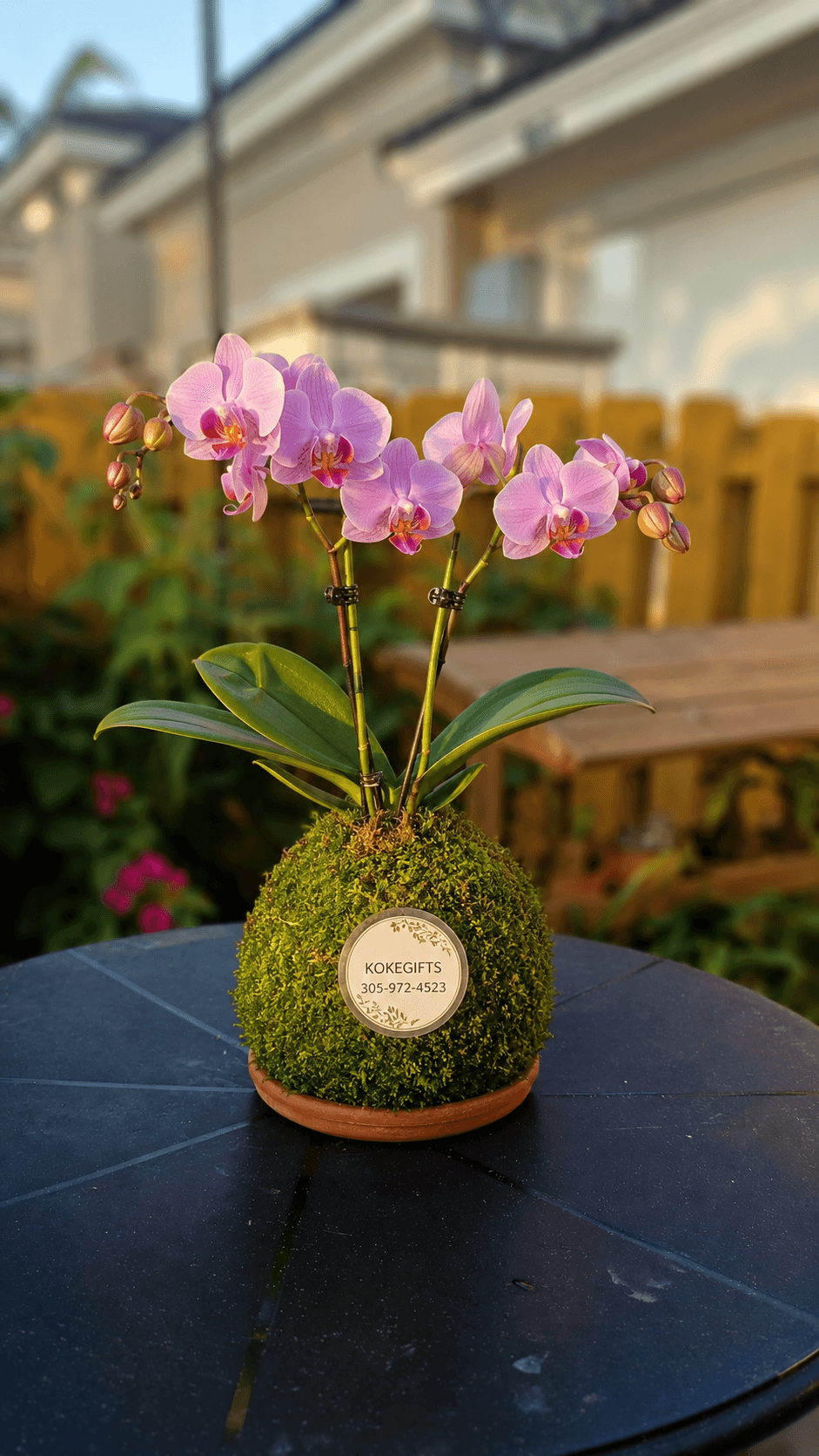 Phalaenopsis spp.