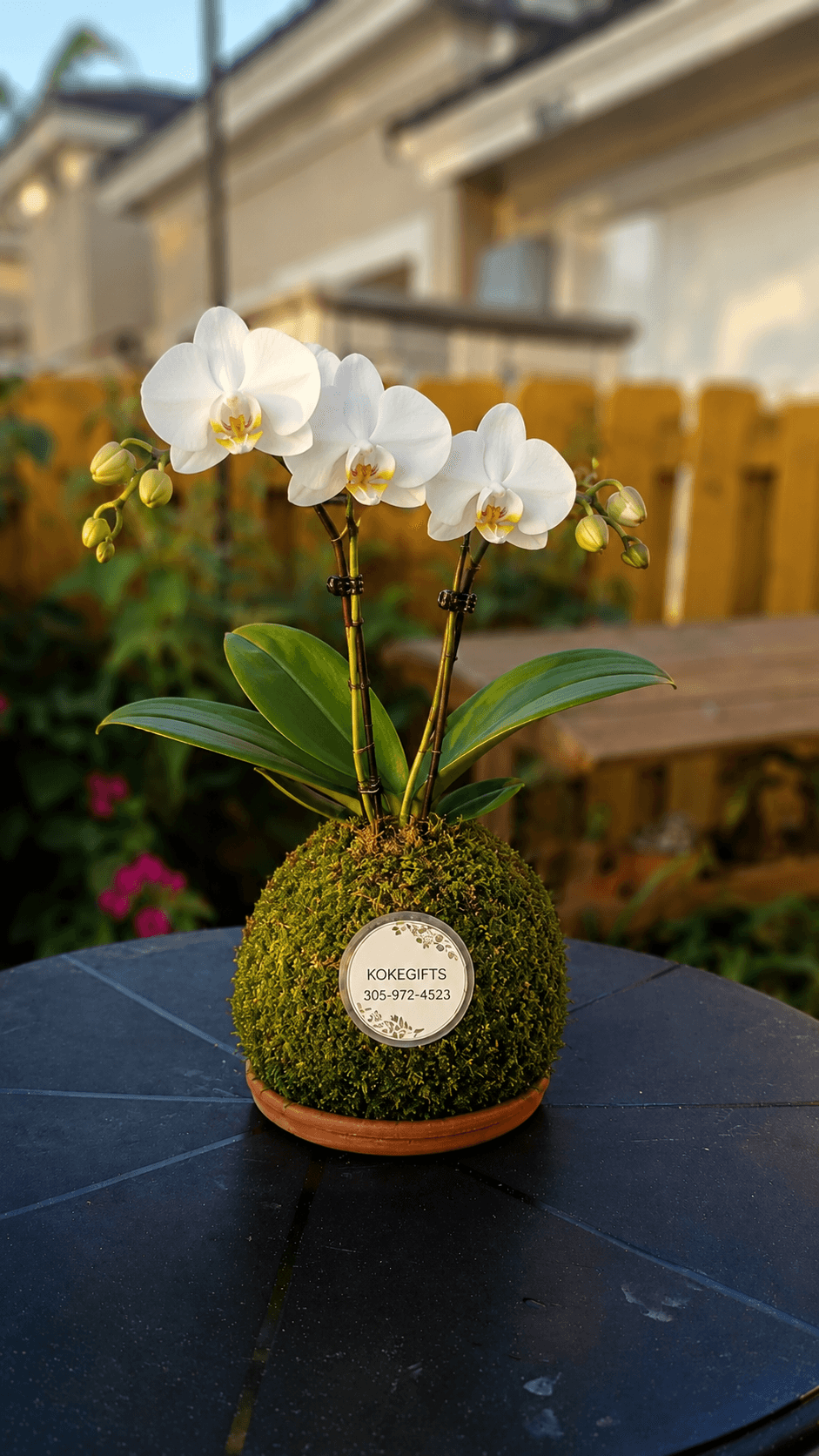 Phalaenopsis spp.